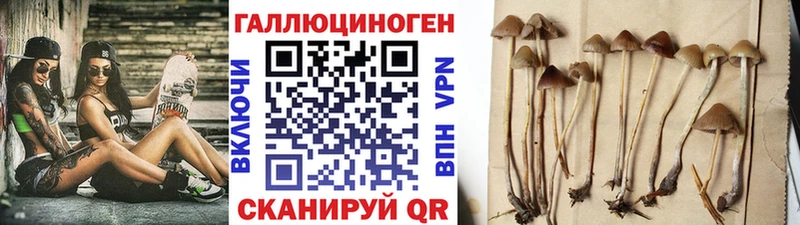 площадка клад Бор Галлюциногенные грибы Psilocybine cubensis